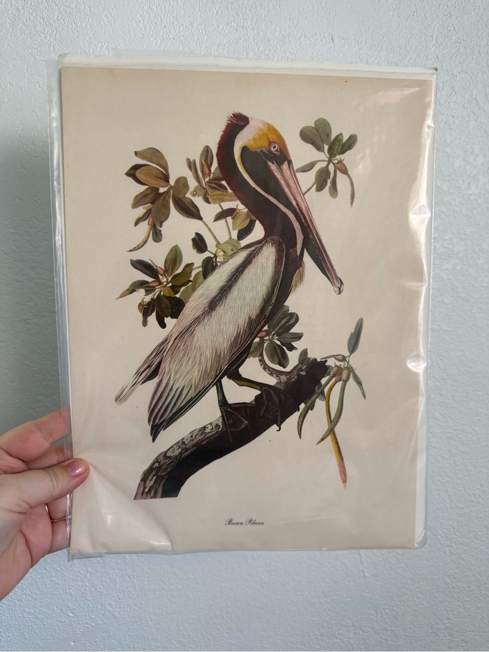 Vintage Pelican Art Print in Brown, White, Yellow, Green